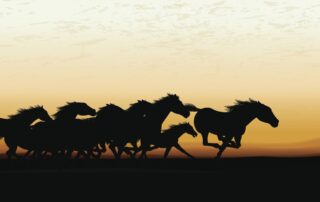 all-about-the-fastest-horses