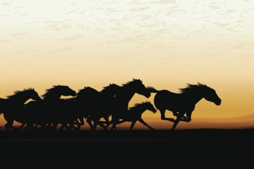 all-about-the-fastest-horses