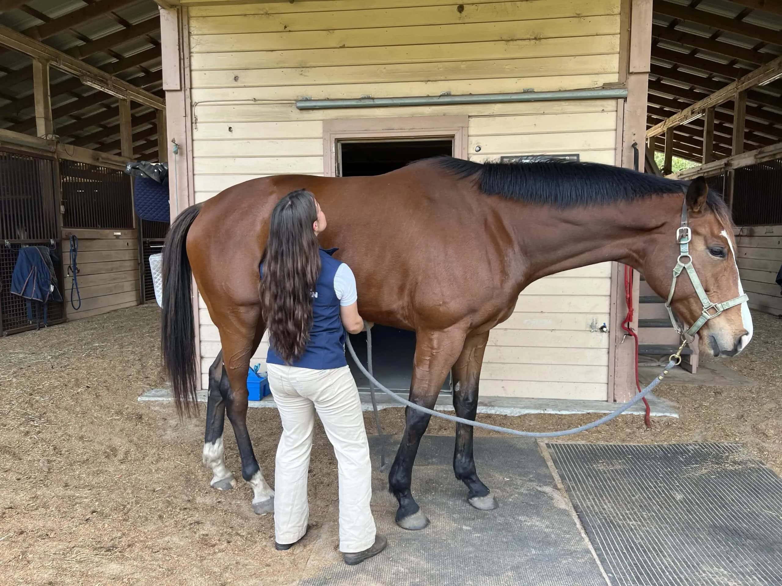Belly-Lift-Stretch-for-Horses