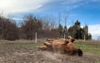 displacement-colics-in-horses