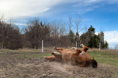 displacement-colics-in-horses