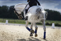 11 Most Common Injuries in English Sport Horses: Risk Factors, Treatment & Prevention