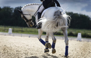 english-sport-horse-injuries