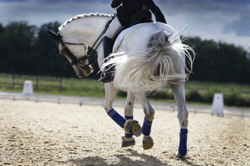 english-sport-horse-injuries