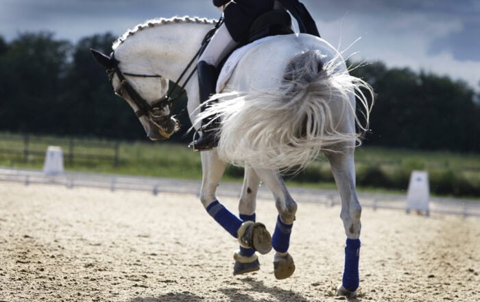 11 Most Common Injuries in English Sport Horses: Risk Factors, Treatment & Prevention