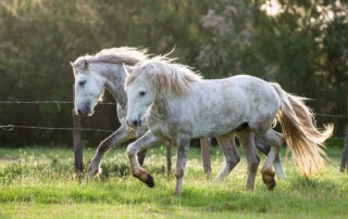enteritis-in-horses