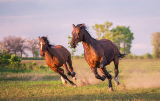 equine-joint-anatomy-and-disease