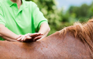 equine-physiotherapy