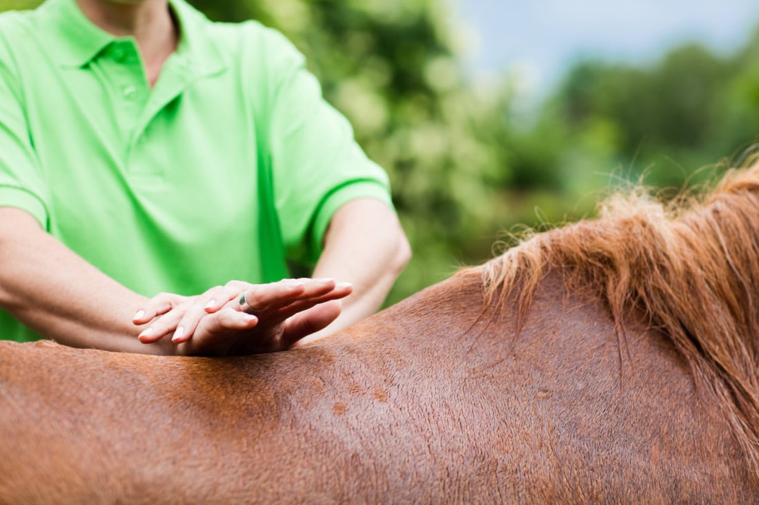 Equine Physiotherapy: Uses, Techniques & Side Effects