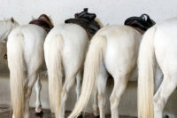 Equine Tail Docking, Blocking & Nicking: Procedures, Regulations & Welfare Concerns