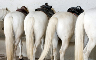 equine tail docking