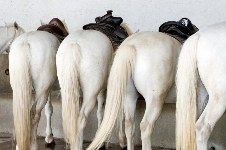 equine tail docking