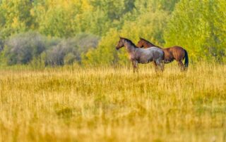 horse-fecal-transplants