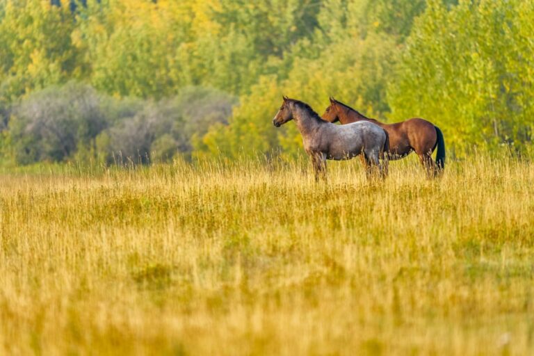horse-fecal-transplants