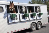 Horse Passports: Equine Identification and Travel Requirements – [Guide]