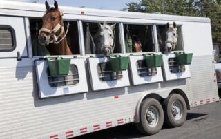 horse-passports-guide