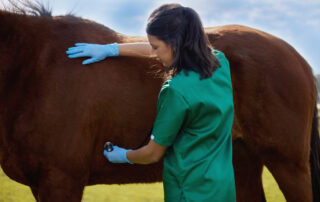 internal-entrapments-in-horses