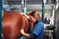 Laser Therapy for Horses: Uses, Protocols & Side Effects