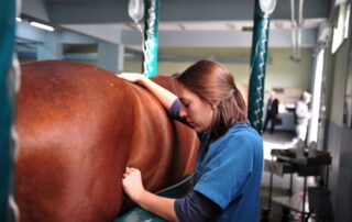 laser-therapy-in-horses