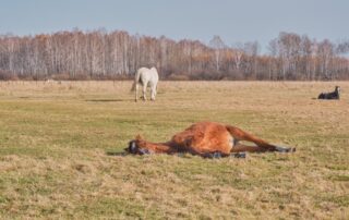 lethargy-in-horses