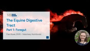 Part 1 – The Equine Digestive Tract: Foregut – Mad Barn Vet Talk
