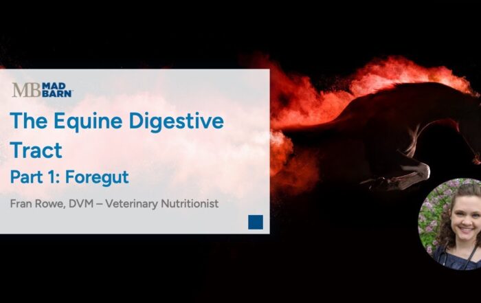 Part 1 – The Equine Digestive Tract: Foregut – Mad Barn Vet Talk
