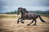 Mesenteric & Omental Rents in Horses: Causes, Risk Factors & Treatment