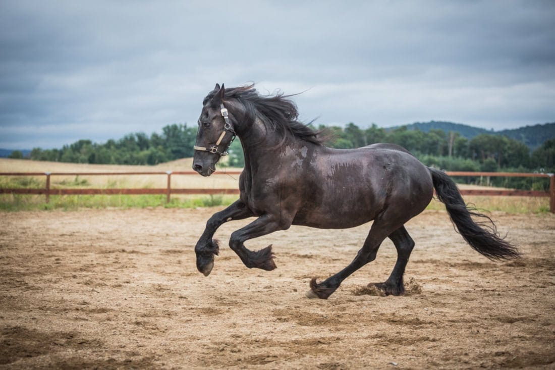 Mesenteric & Omental Rents in Horses: Causes, Risk Factors & Treatment