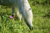 Migrating Grass Awns (Foxtails) in Horses: Symptoms, Treatment & Prevention