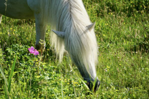 Migrating Grass Awns (Foxtails) in Horses: Symptoms, Treatment & Prevention