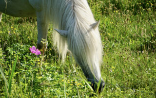 migrating-grass-awns-in-horses