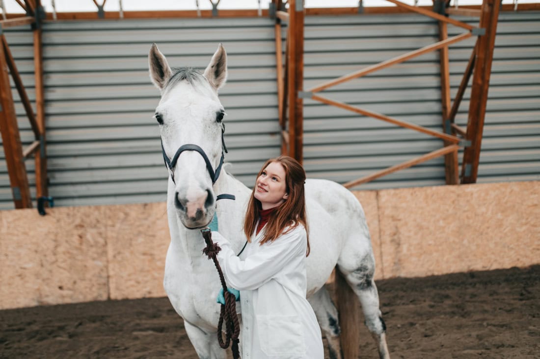 Purpura Hemorrhagica in Horses: Causes, Treatment & Prognosis