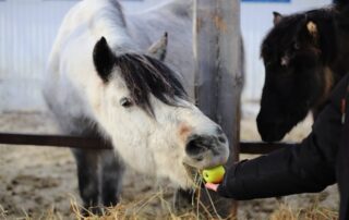 safe-treats-for-horses