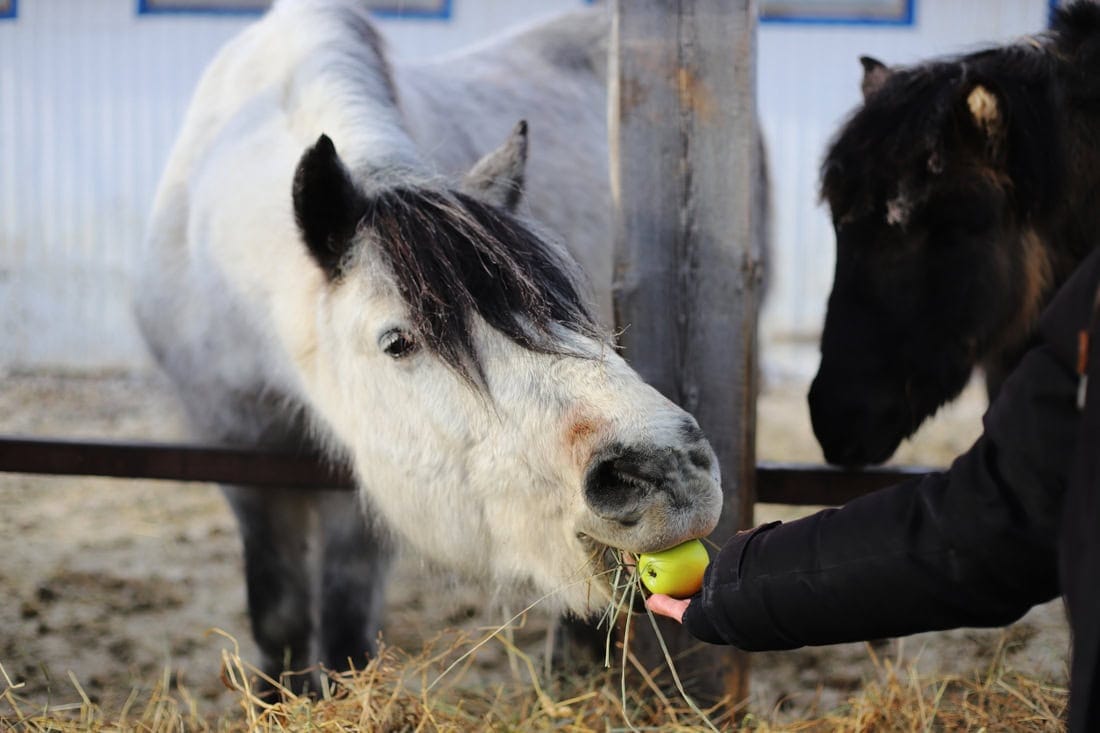 Can My Horse Eat That Treat? Ultimate Guide to Safe & Healthy Horse Treats – [Guide]