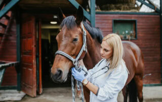sepsis-and-toxic-shock-in-horses