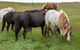 antimicrobial resistance in horses