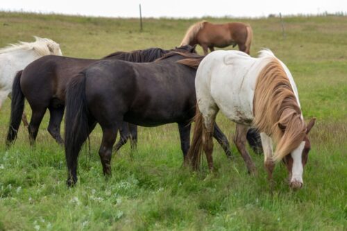 antimicrobial resistance in horses