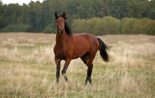 ascarids-in-horses