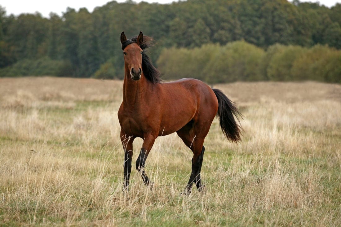 Ascarids in Horses: Transmission, Risk Factors & Prevention