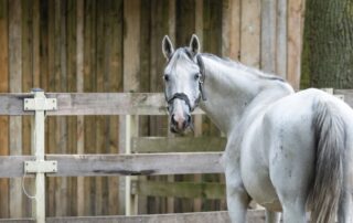 best-fencing-for-horse-farms