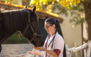 Blood Testing for Nutrient Deficiencies in Horses
