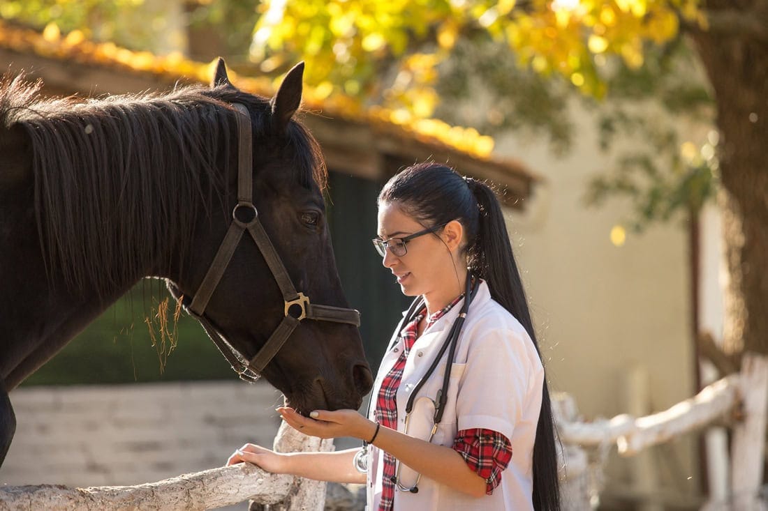 Blood Testing for Vitamin & Mineral Levels in Horses – Can it Detect Nutritional Deficiencies?