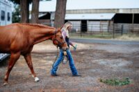 How Much Does It Cost to Buy and Keep a Horse? Guide to Ownership Expenses