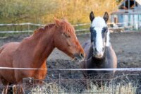 Electric Fencing for Horse Farms: Benefits, Installation Tips, & Best Practices
