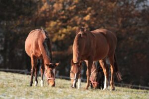 Top 6 Gastrointestinal Conditions in Horses: Colic & Other Digestive Disorders
