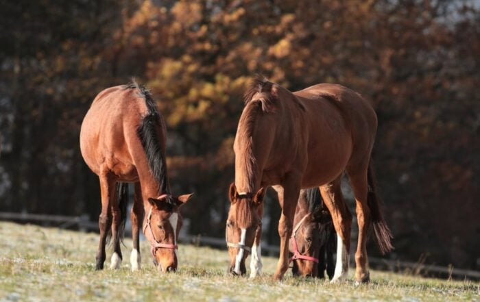 Top 6 Gastrointestinal Conditions in Horses: Colic & Other Digestive Disorders