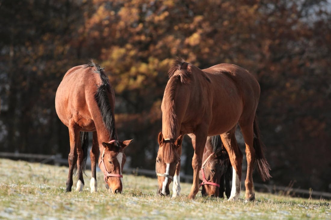 Top 6 Gastrointestinal Conditions in Horses: Colic & Other Digestive Disorders