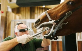 equine-tooth-extraction