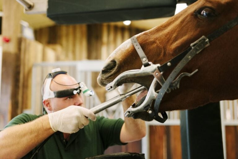 equine-tooth-extraction