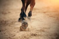 Foot Lameness in Horses: Causes, Symptoms & Treatment